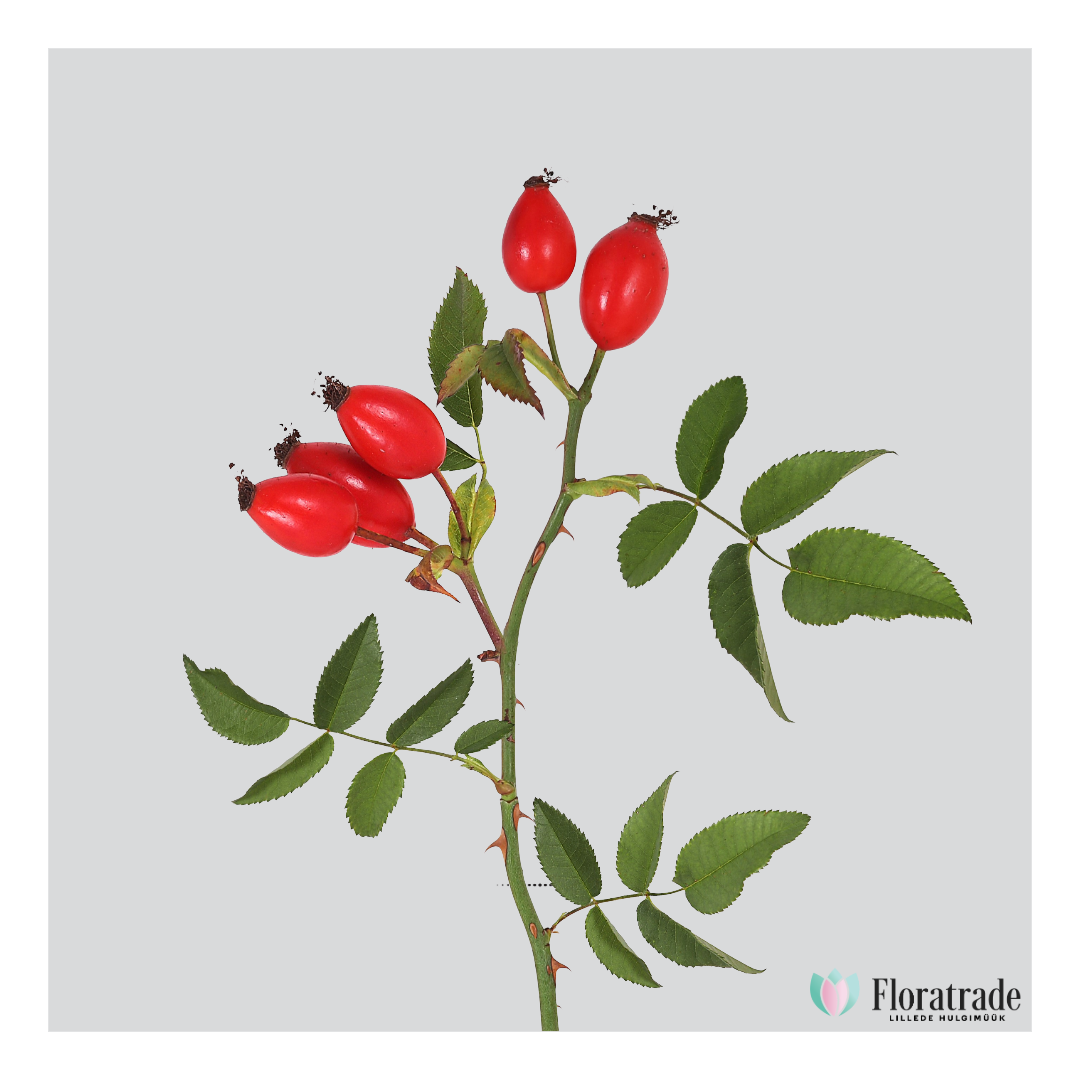 rosebottle.png (474 KB)